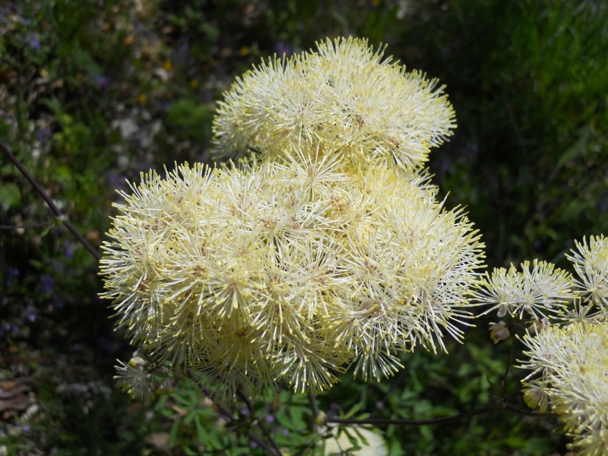 Thalictrum aquilegifolium